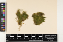 Haplohymenium triste image