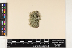 Syrrhopodon involutus image