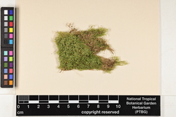 Taxithelium vernieri image