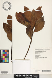 Bruguiera gymnorhiza