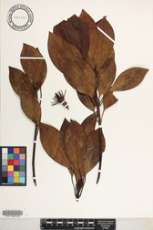 Bruguiera gymnorhiza