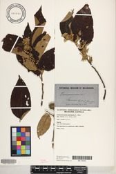 Commersonia bartramia