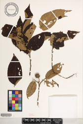 Commersonia bartramia