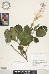 Hibiscus waimeae subsp. waimeae