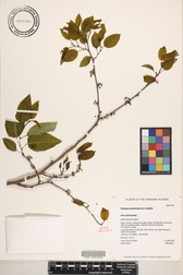 Flueggea neowawraea