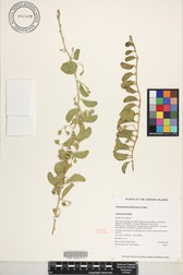 Jacquemontia sandwicensis