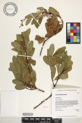 Santalum ellipticum