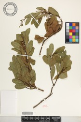 Santalum ellipticum