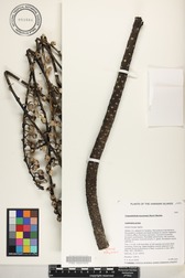 Trematolobelia kauaiensis