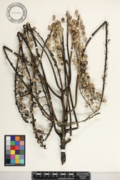 Trematolobelia kauaiensis