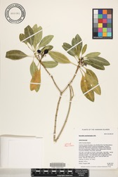 Rauvolfia sandwicensis