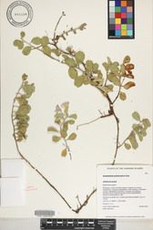 Jacquemontia sandwicensis