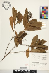 Dodonaea viscosa