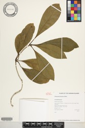 Pittosporum kauaiense
