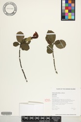 Hibiscus kokio subsp. kokio