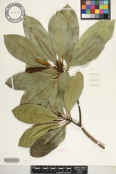 Ochrosia kauaiensis