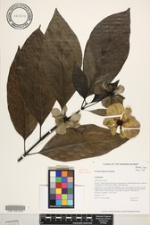 Morinda latibractea