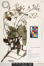 Bidens forbesii subsp. forbesii