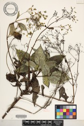 Bidens forbesii subsp. forbesii