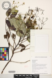 Bidens forbesii subsp. forbesii
