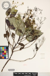 Bidens forbesii subsp. forbesii
