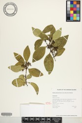 Psydrax odorata
