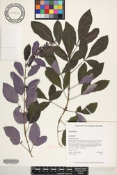 Vitex trifolia