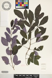 Vitex trifolia