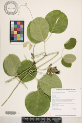 Canavalia napaliensis