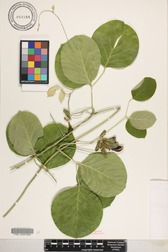 Canavalia napaliensis