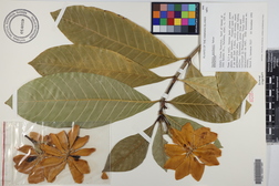 Gardenia gordonii