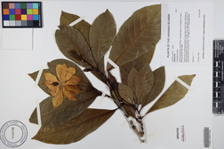 Gardenia gordonii
