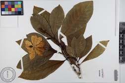Gardenia gordonii