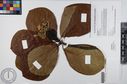 Guettarda speciosa