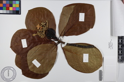Guettarda speciosa