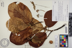 Guettarda speciosa