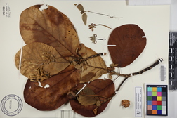 Guettarda speciosa