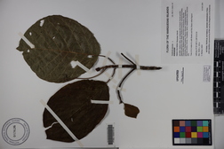 Guettarda speciosa