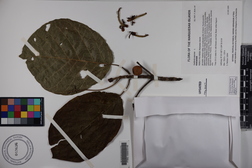Guettarda speciosa