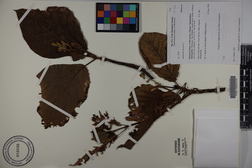 Guettarda speciosa
