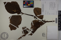 Guettarda speciosa