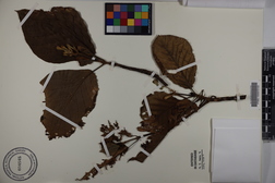 Guettarda speciosa