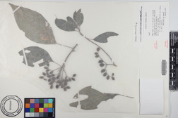 Hamelia patens