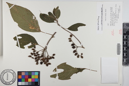 Hamelia patens