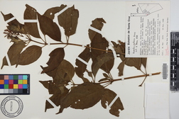 Hamelia patens