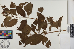 Hamelia patens