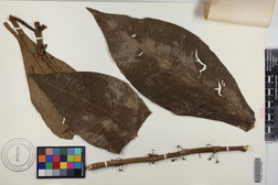 Hoffmannia ghiesbreghtii