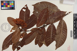 Ixora casei