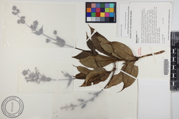 Kadua laxiflora