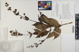 Kadua laxiflora